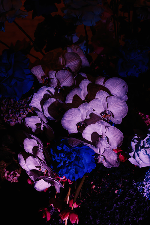 babiana botanic melbourne florist