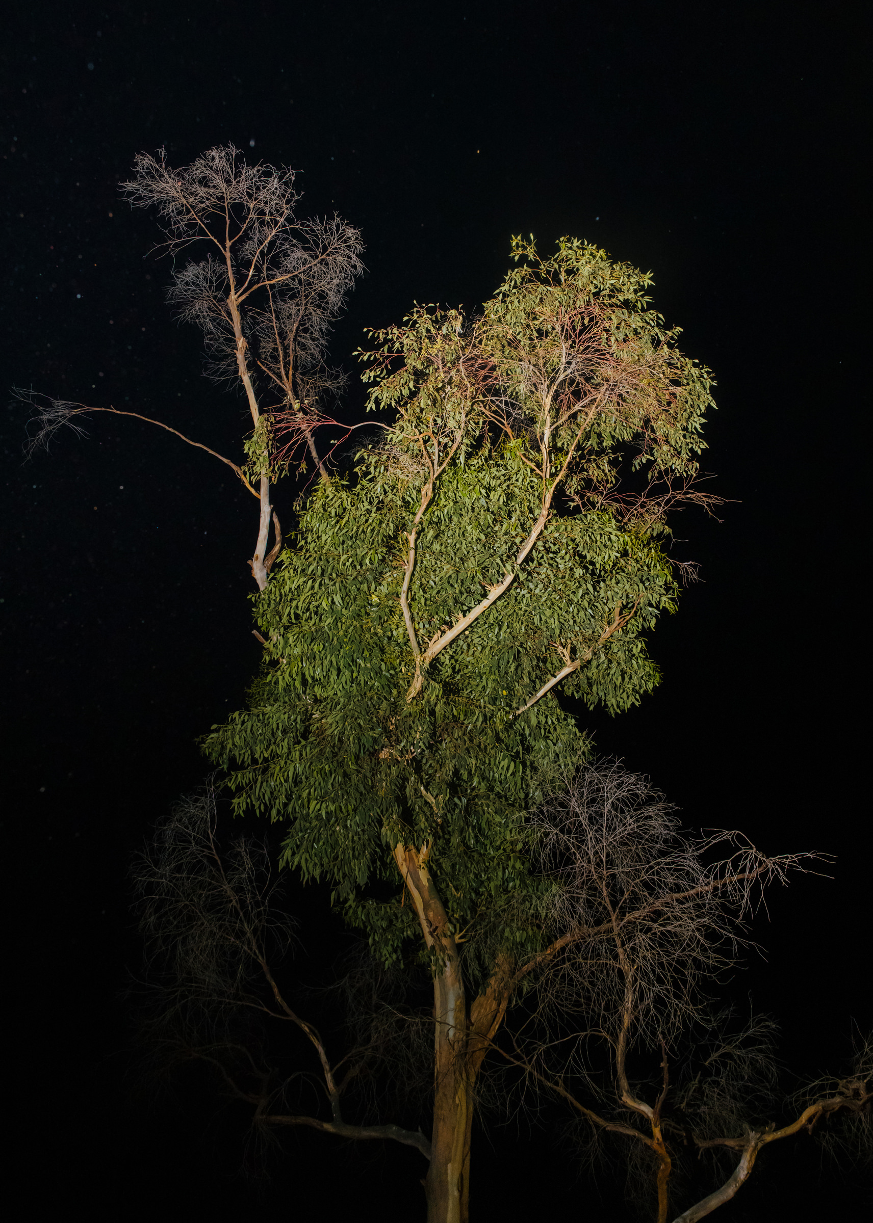 Warrawong Estate wedding photos